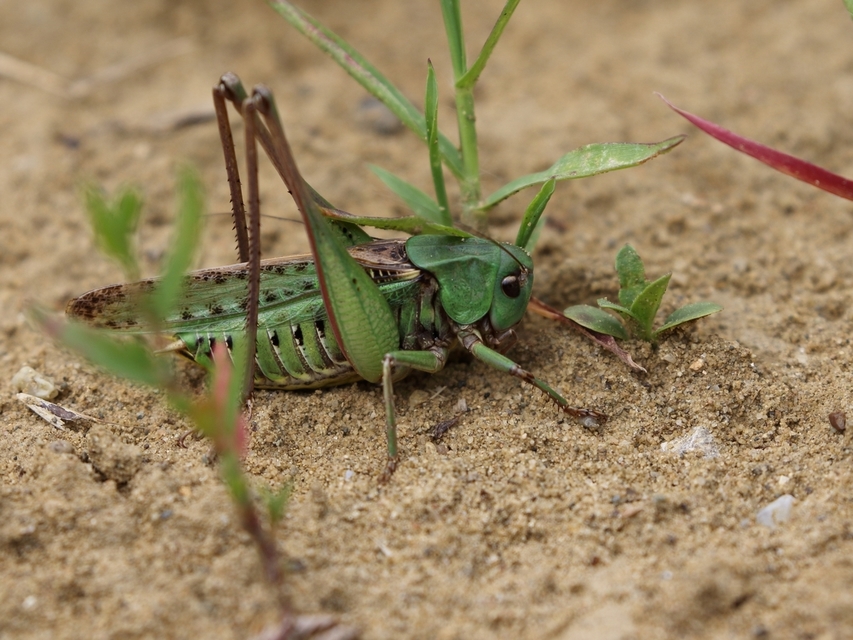 Decticus verrucivorus - szemölcsevő szöcske