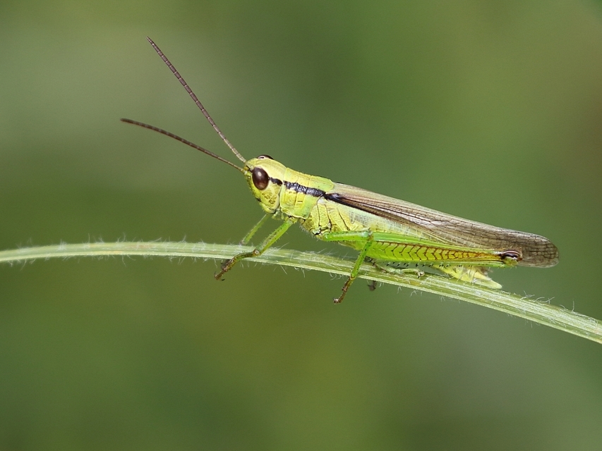 Mecostethus parapleurus - hagymazöld sáska