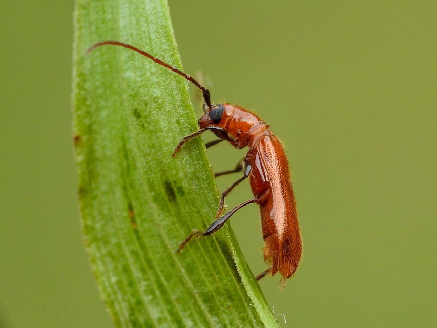 Obrium cantharinum - rőt hengercincér