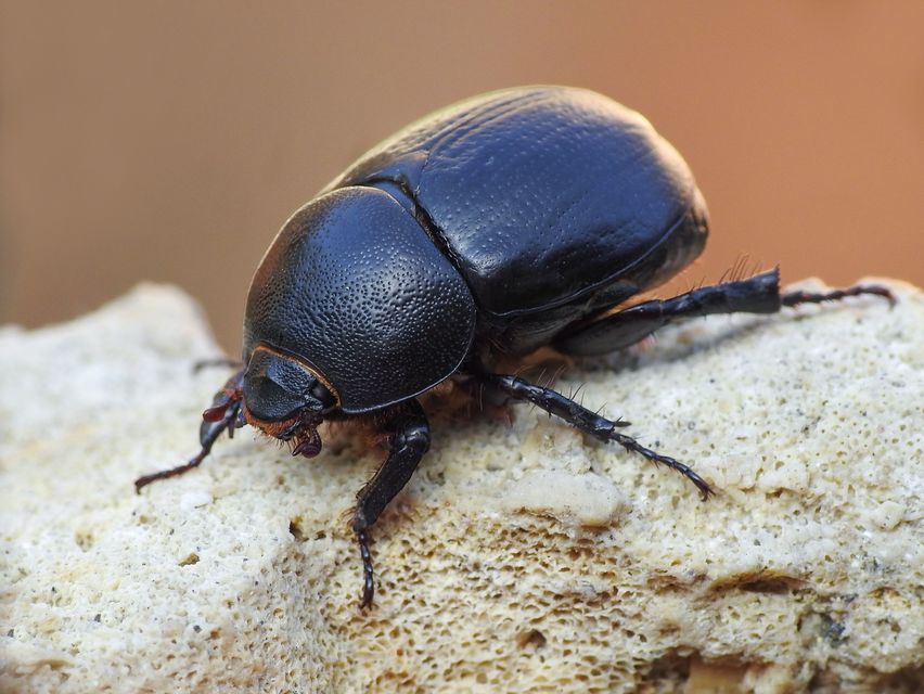 Pentodon idiota - butabogár