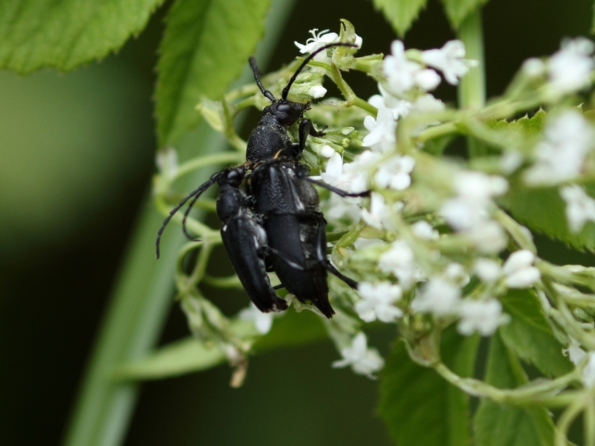 Stictoleptura scutellata - hegyi virágcincér