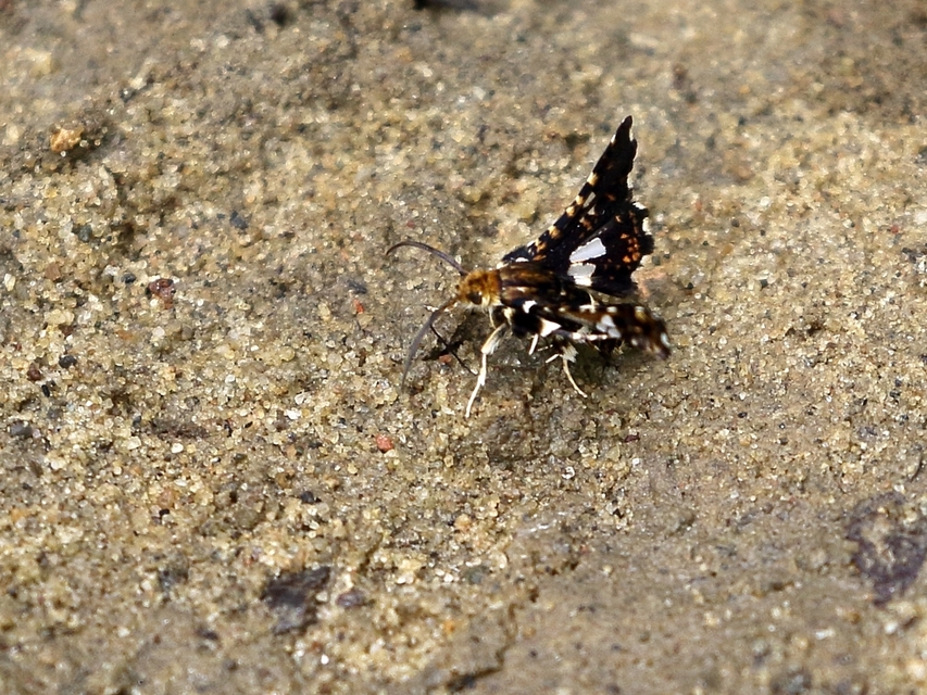 Thyris fenestrella - gyakori ablakosmoly
