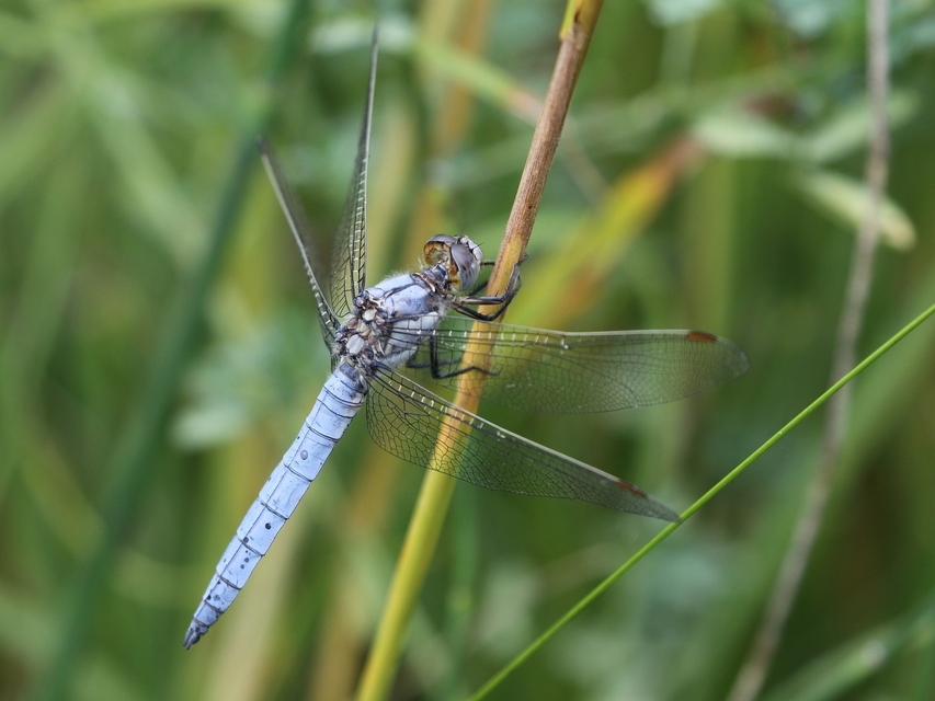 Orthetrum brunneum - pataki pásztorszitakötő