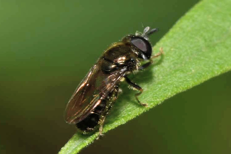 Heringia senilis - világosszőrű hegyesszögűlégy