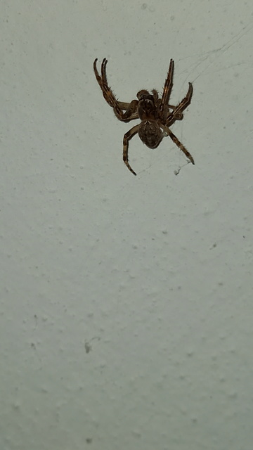 Larinioides ixobolus - ereszalji keresztespók