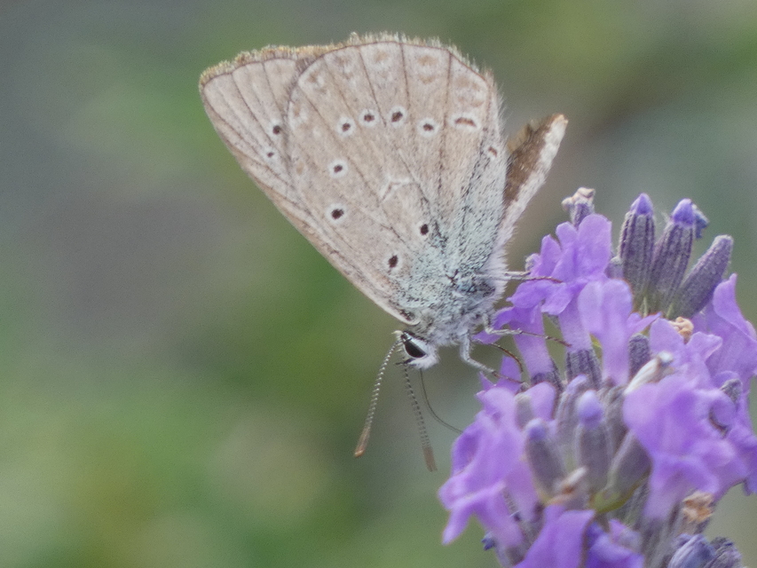 Polyommatus admetus - bundás boglárka