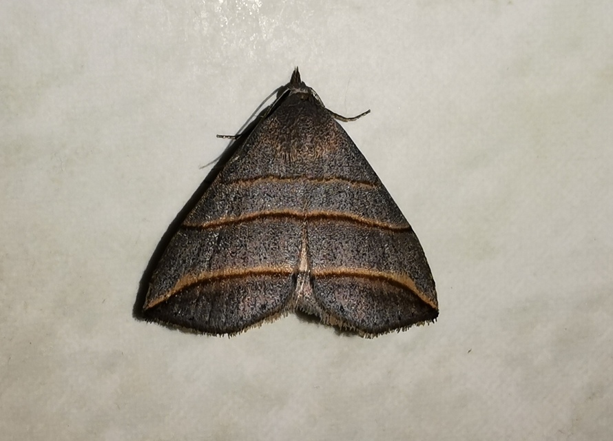 Colobochyla salicalis - háromsávos törpebagoly