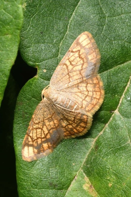 Stegania dilectaria - fehérnyár-araszoló