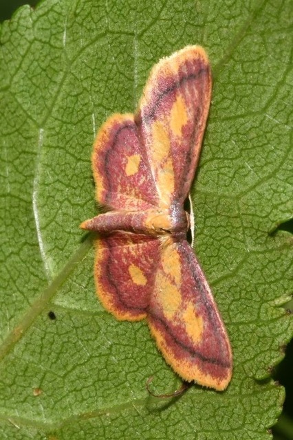 Idaea muricata - mocsári pirosaraszoló Idaea muricata - mocsári pirosaraszoló