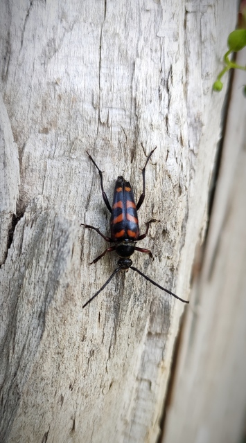 Leptura aurulenta - sárgaszőrű szalagoscincér