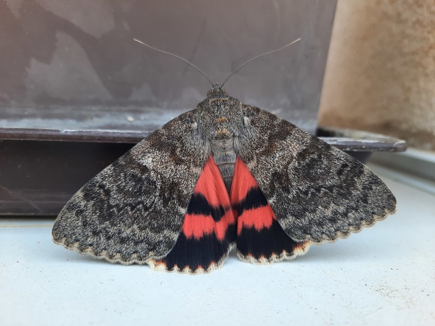 Catocala elocata - közönséges övesbagoly