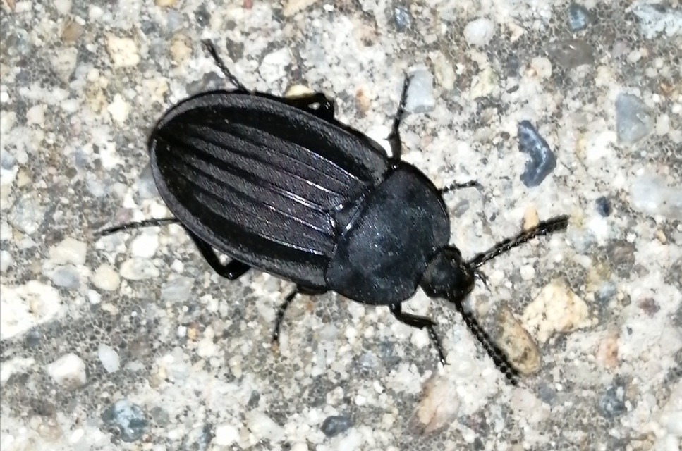 Silpha carinata - karimás dögbogár
