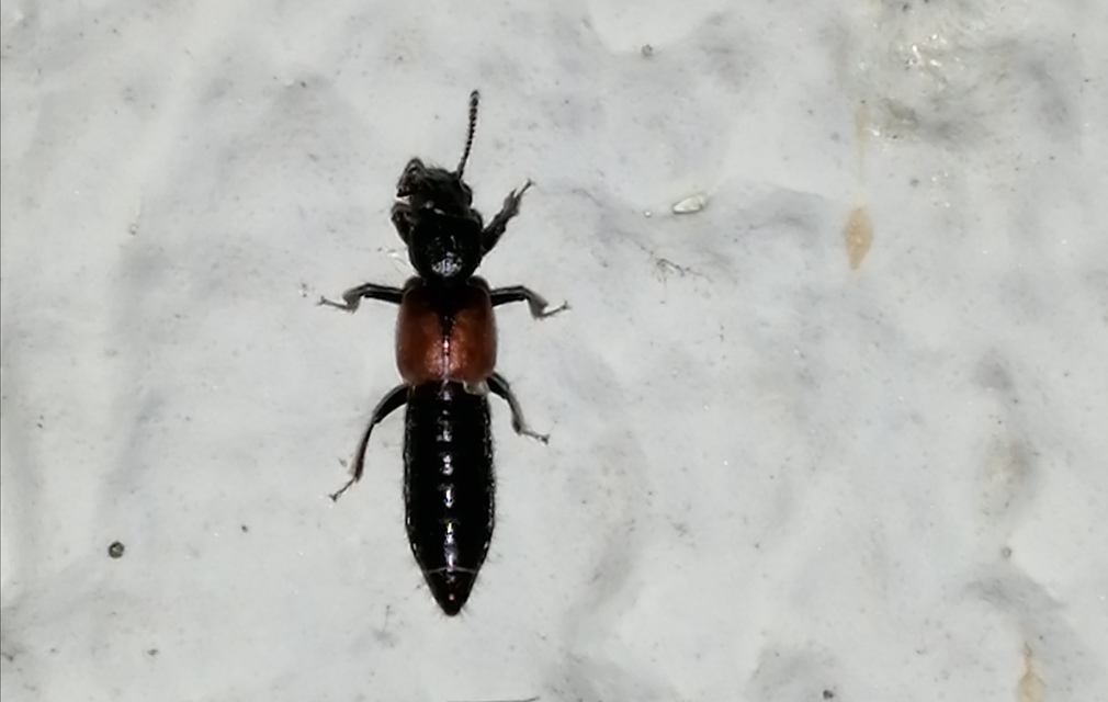 Bledius Bledius
