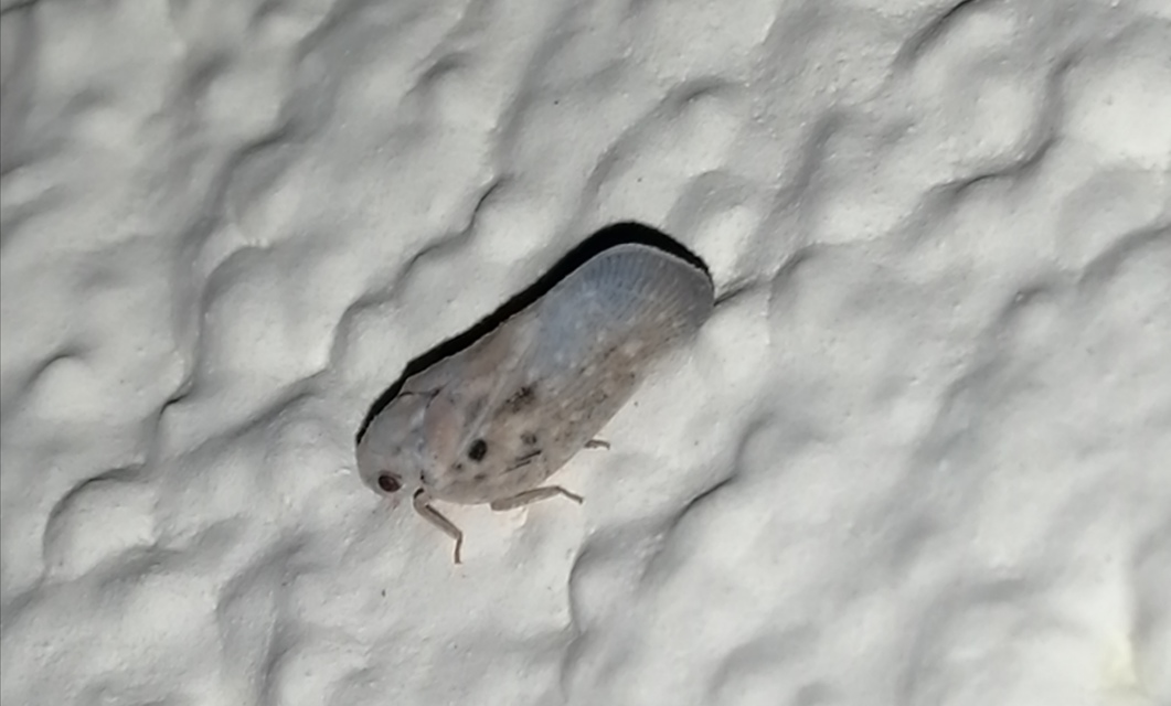Metcalfa pruinosa - amerikai lepkekabóca