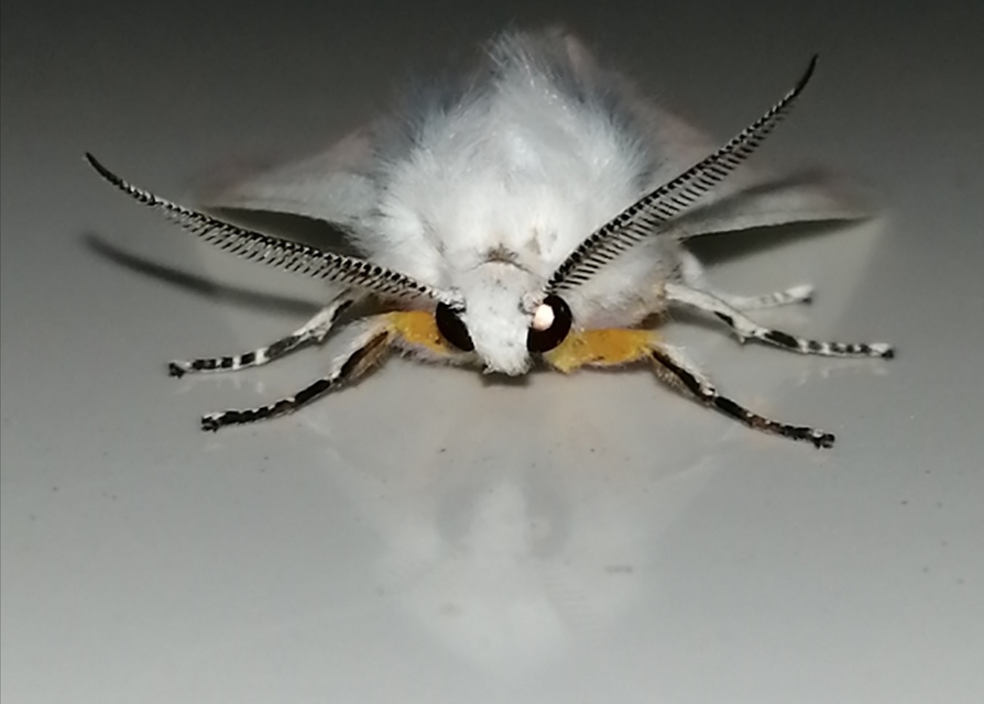Hyphantria cunea - amerikai fehér medvelepke