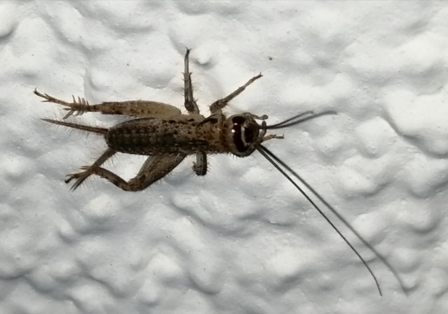 Eumodicogryllus bordigalensis - bordói tücsök