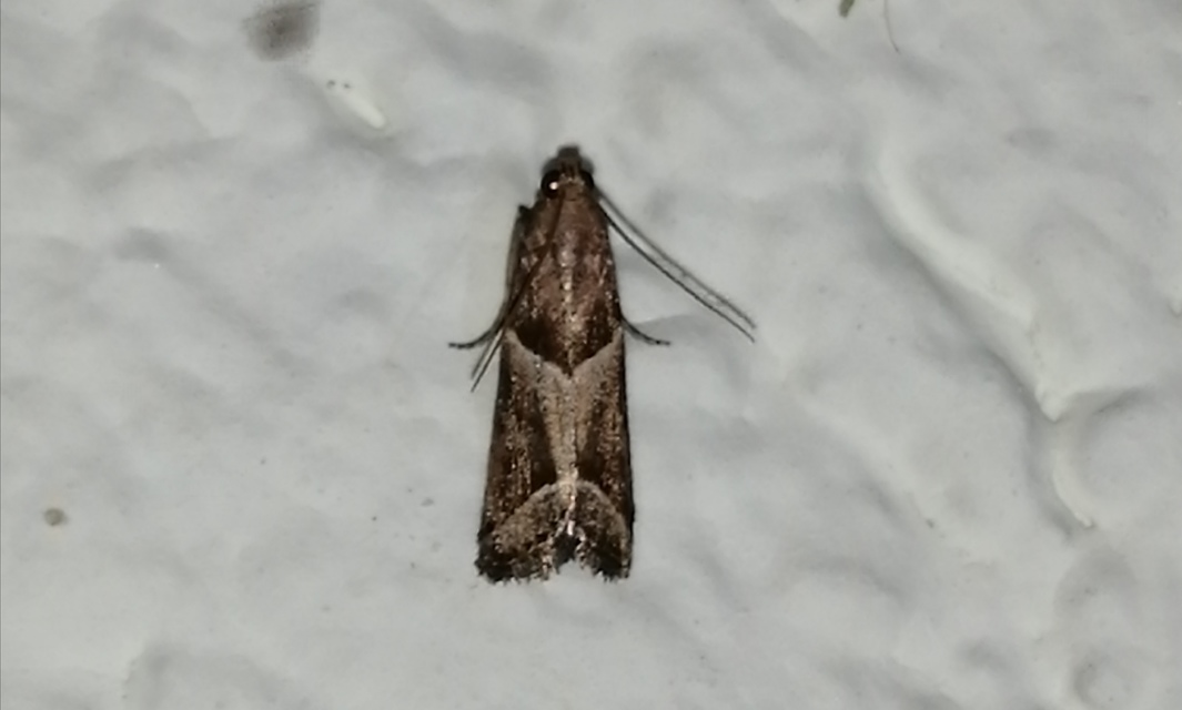 Nyctegretis lineana - agátszínű karcsúmoly