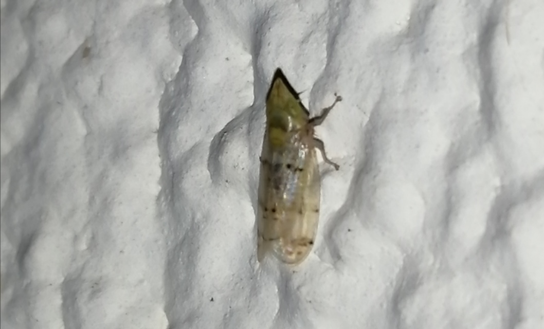 Japananus hyalinus
