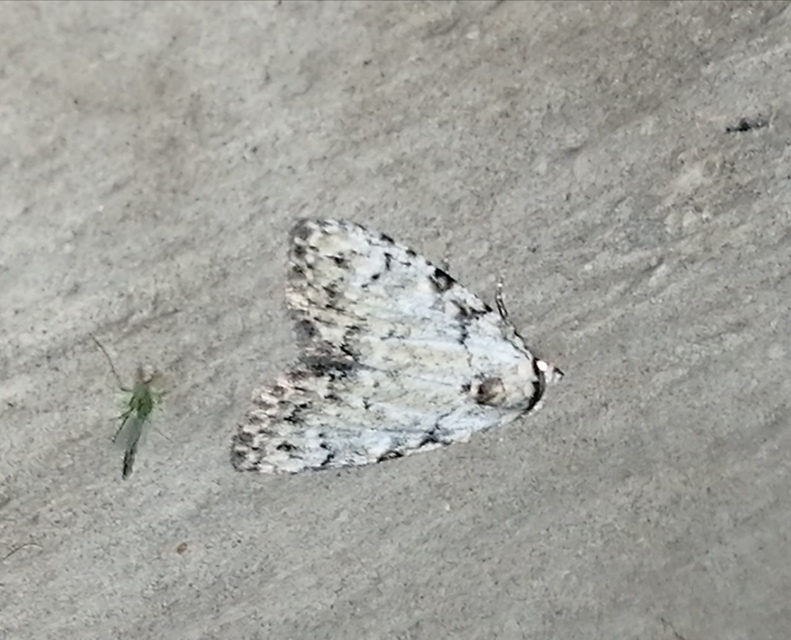 Meganola strigula - hamvas pamacsosszövő