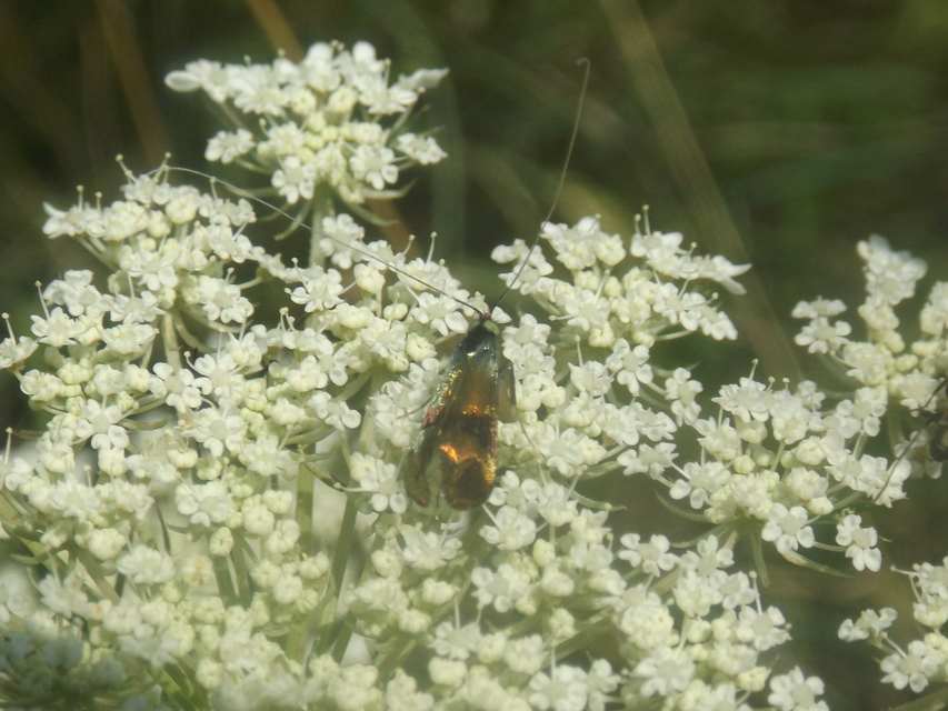 Nemophora