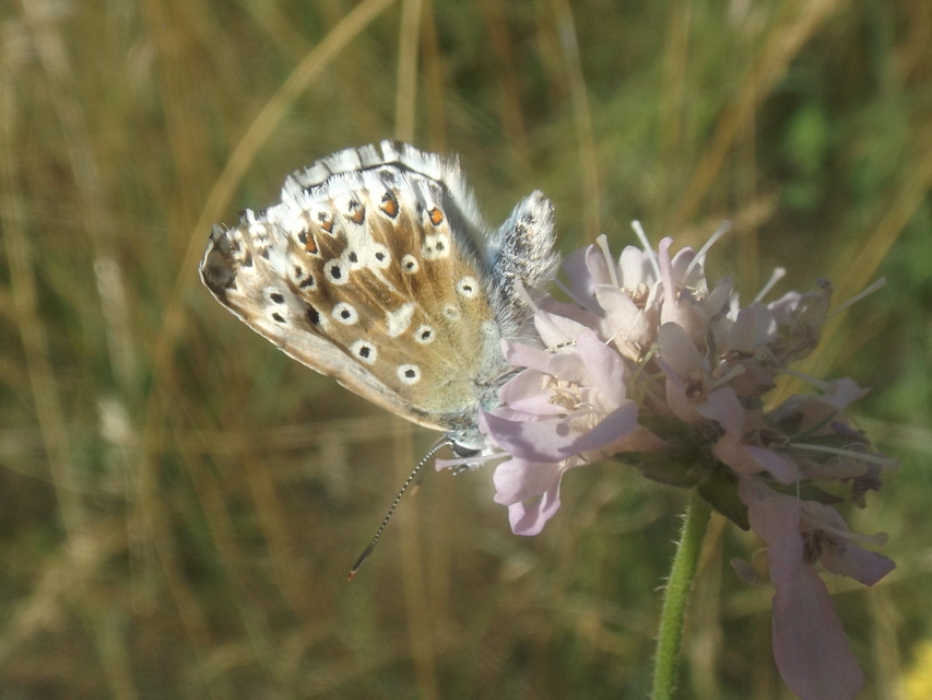 Polyommatus coridon - ezüstkék boglárka