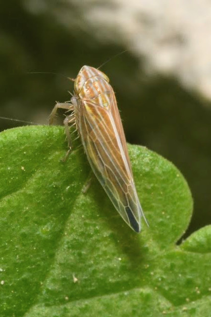Mocydia crocea