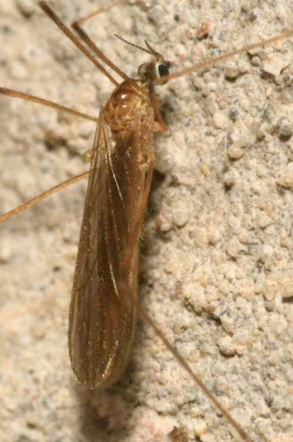 Erioptera