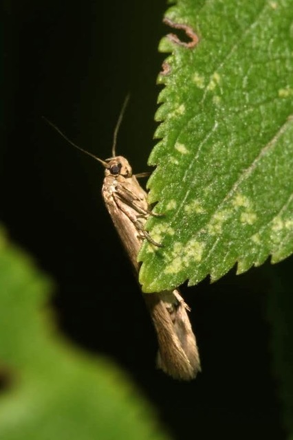 Scythris buszkoi - ördögcérna-zöldmoly