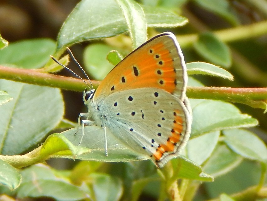 Lycaena dispar rutilus - nagy tűzlepke