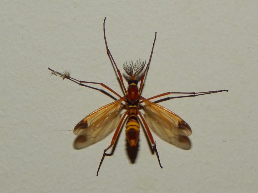 Ctenophora ornata - sárga fésűsszúnyog