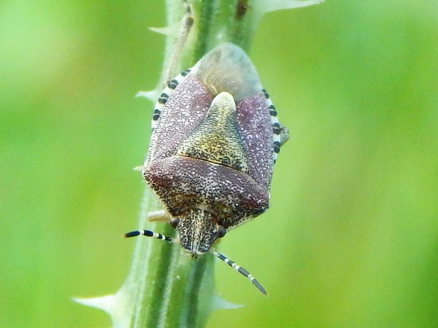 Dolycoris baccarum - közönséges bogyómászó-poloska