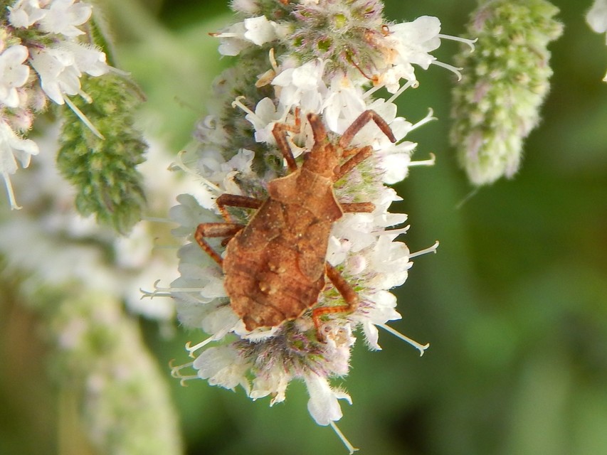 Coreus marginatus - közönséges karimáspoloska