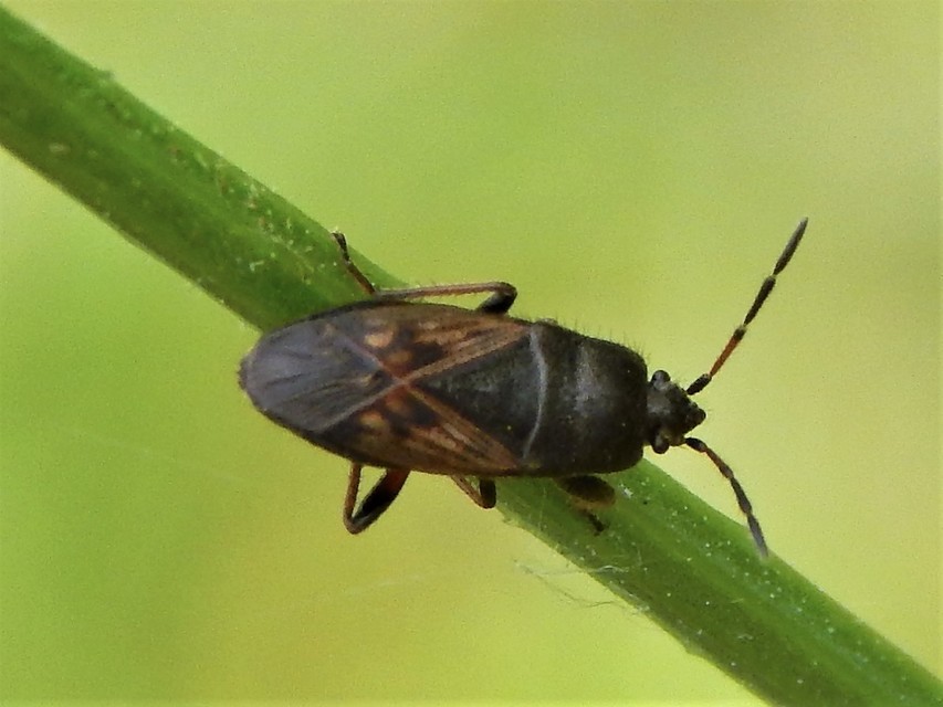 Megalonotus chiragra - bundás bodobács
