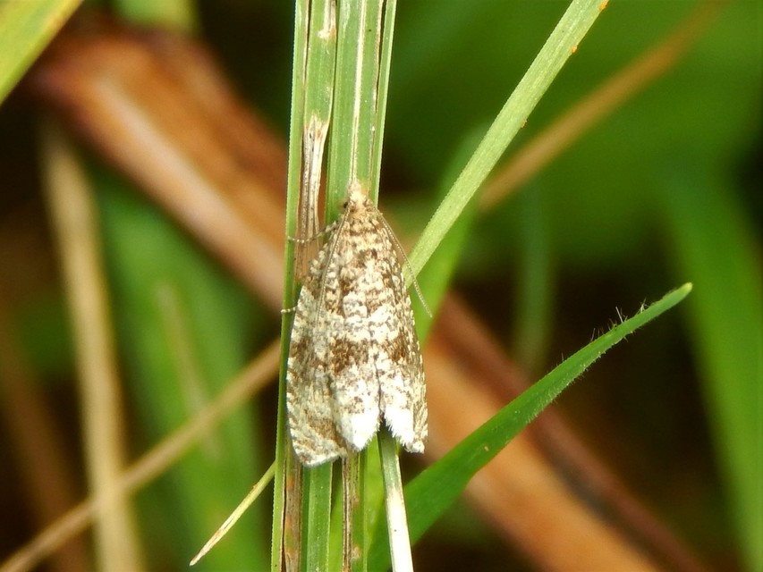 Tortricidae - sodrómolyfélék