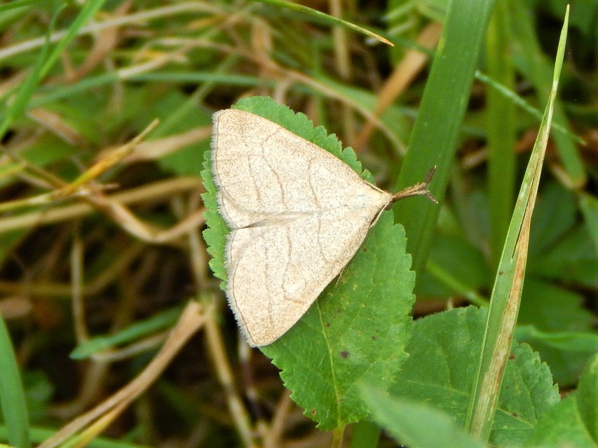 Polypogon tentacularia - sötétaljú karcsúbagoly