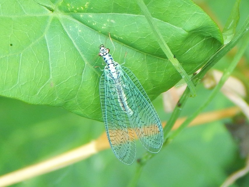 Chrysopa perla - aranyszemű fátyolka