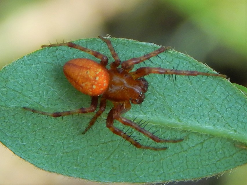 Araneus alsine - hűsölő keresztespók
