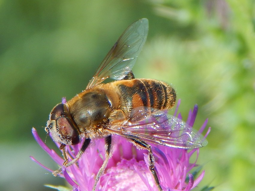 Eristalis tenax - közönséges herelégy