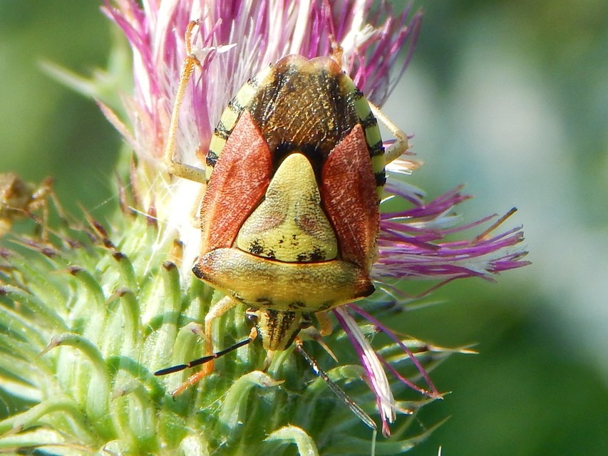 Carpocoris