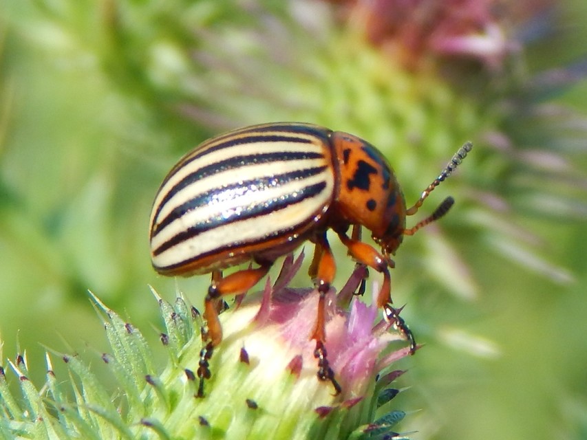 Leptinotarsa decemlineata - burgonyabogár