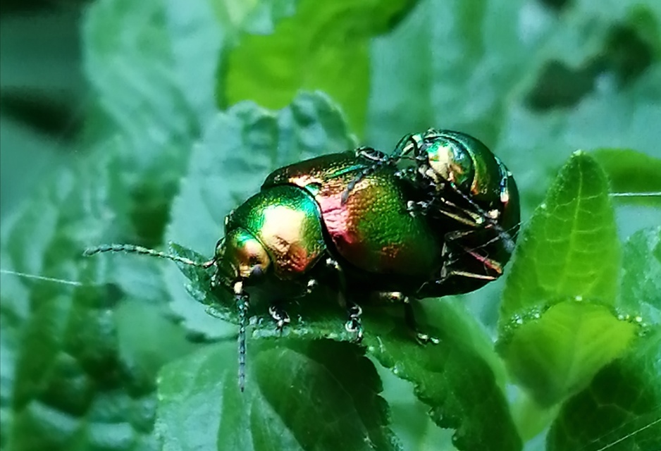 Chrysolina graminis - zöld varádicslevelész