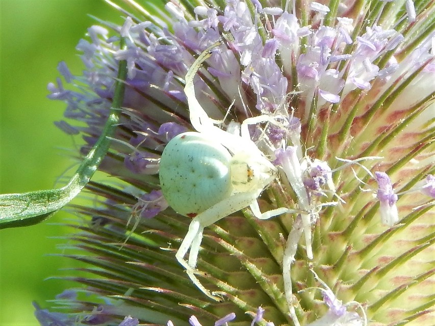 Misumena vatia - viráglakó karolópók