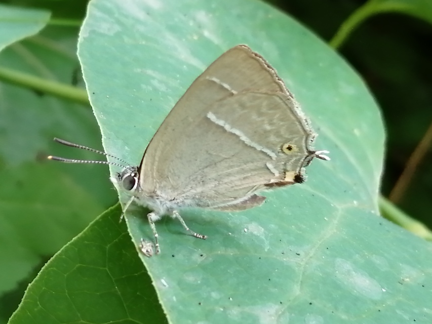 Neozephyrus quercus - tölgyfalepke