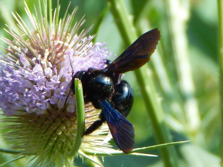 Xylocopa