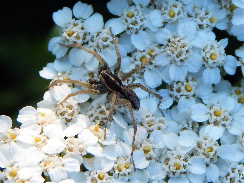 Pardosa