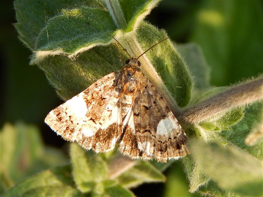Tyta luctuosa - fekete nappalibagoly