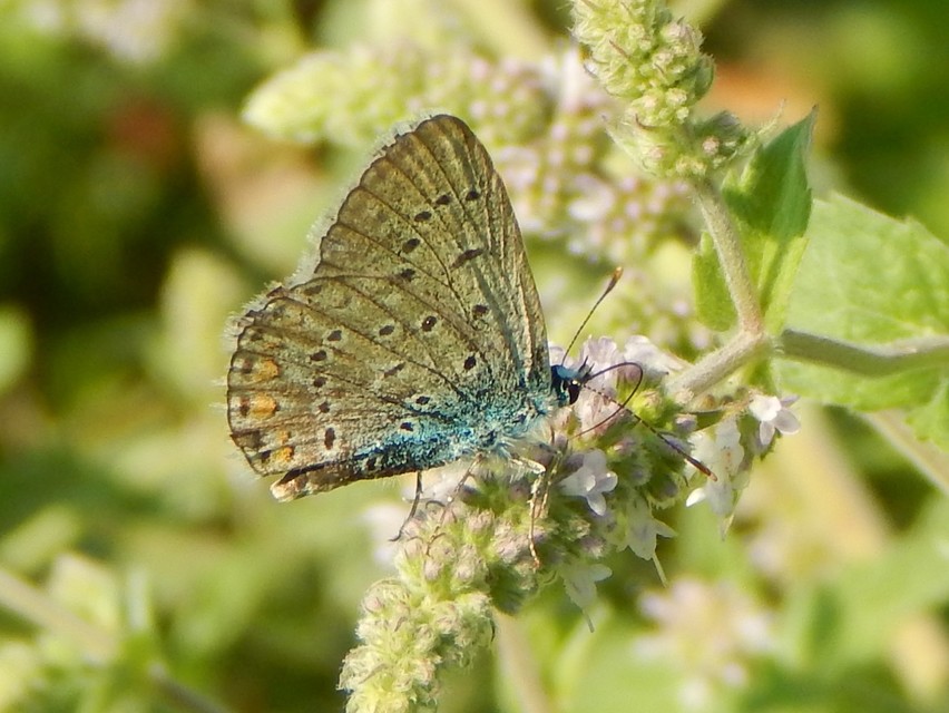 Polyommatus icarus - közönséges boglárka