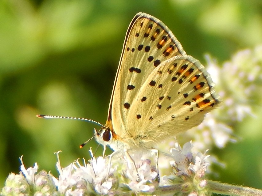 Lycaena tityrus - barna tűzlepke