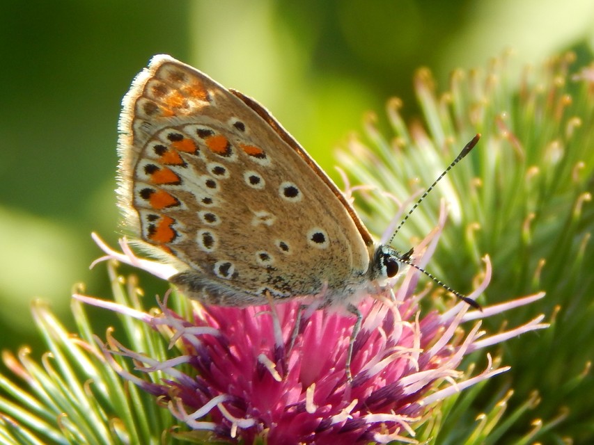 Polyommatus icarus - közönséges boglárka
