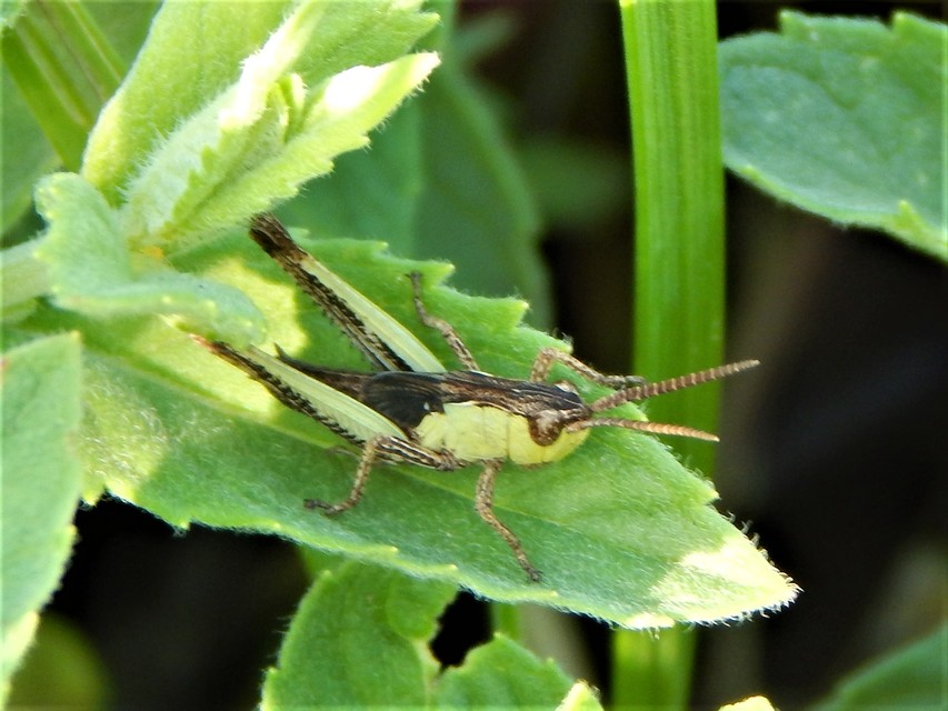 Chorthippus (Chorthippus) (subgenus)